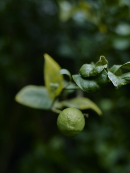 植物のコンセプト画像